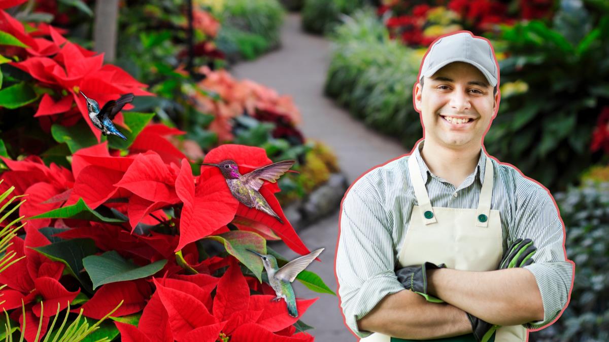 3 plantas que debes tener en tu jardín si quieres recibir la visita de colibríes